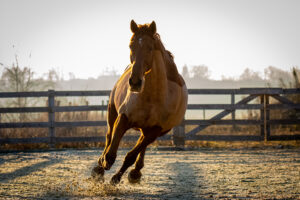 Přečtete si více ze článku Péče o koně v horku: Co by měl vědět každý majitel