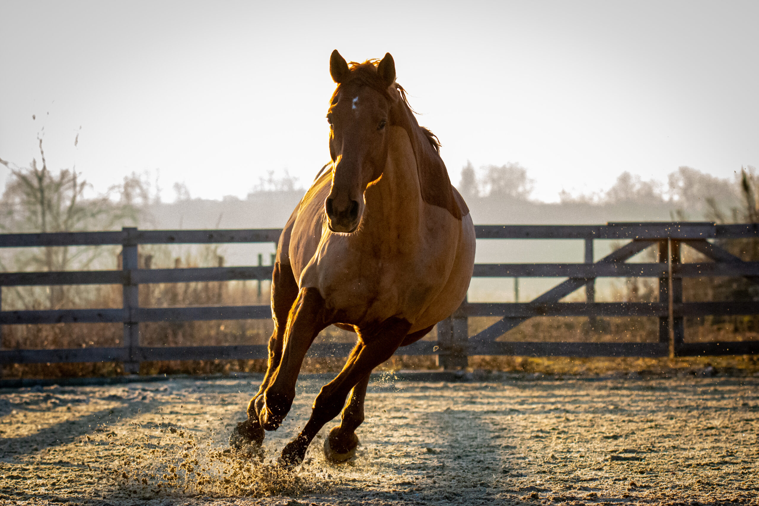 Právě si prohlížíte Péče o koně v horku: Co by měl vědět každý majitel