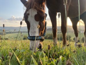 Přečtete si více ze článku Proč a jak správně odčervovat koně